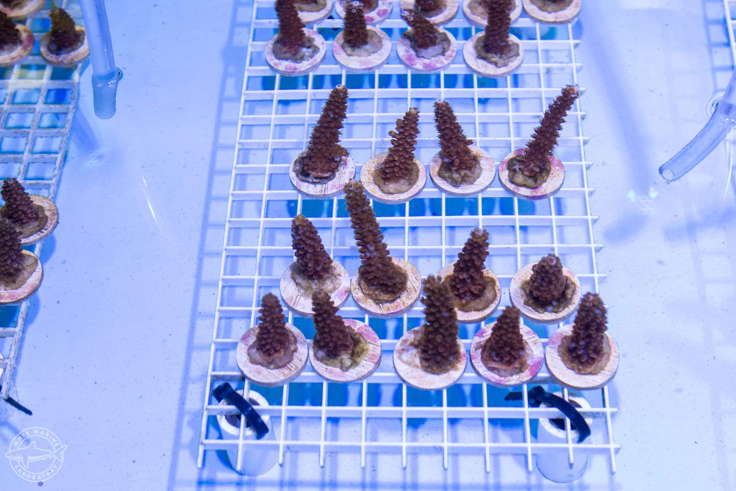 Acropora cervicornis staghorn coral in the lab credit Conor Goulding Mote Marine Laboratory