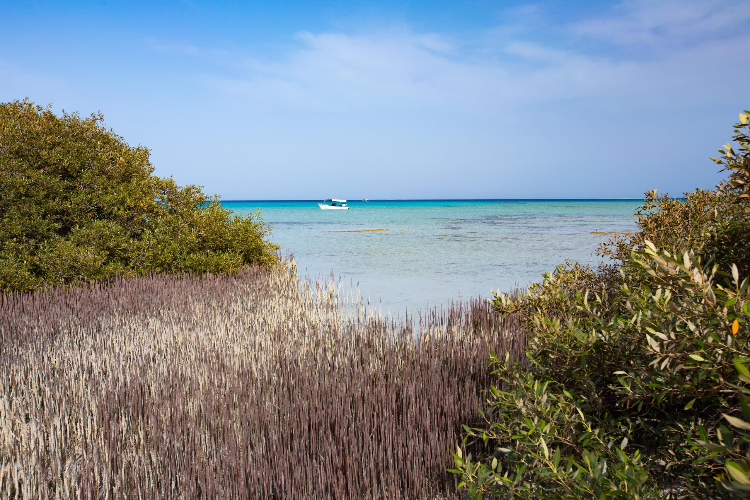 Mangrove Coastline 