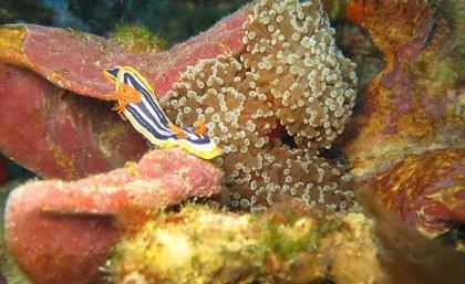 Twiilight coral 1