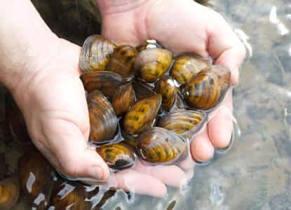 EM 1 Clubshell mussels Ryan Hagerty USFWS