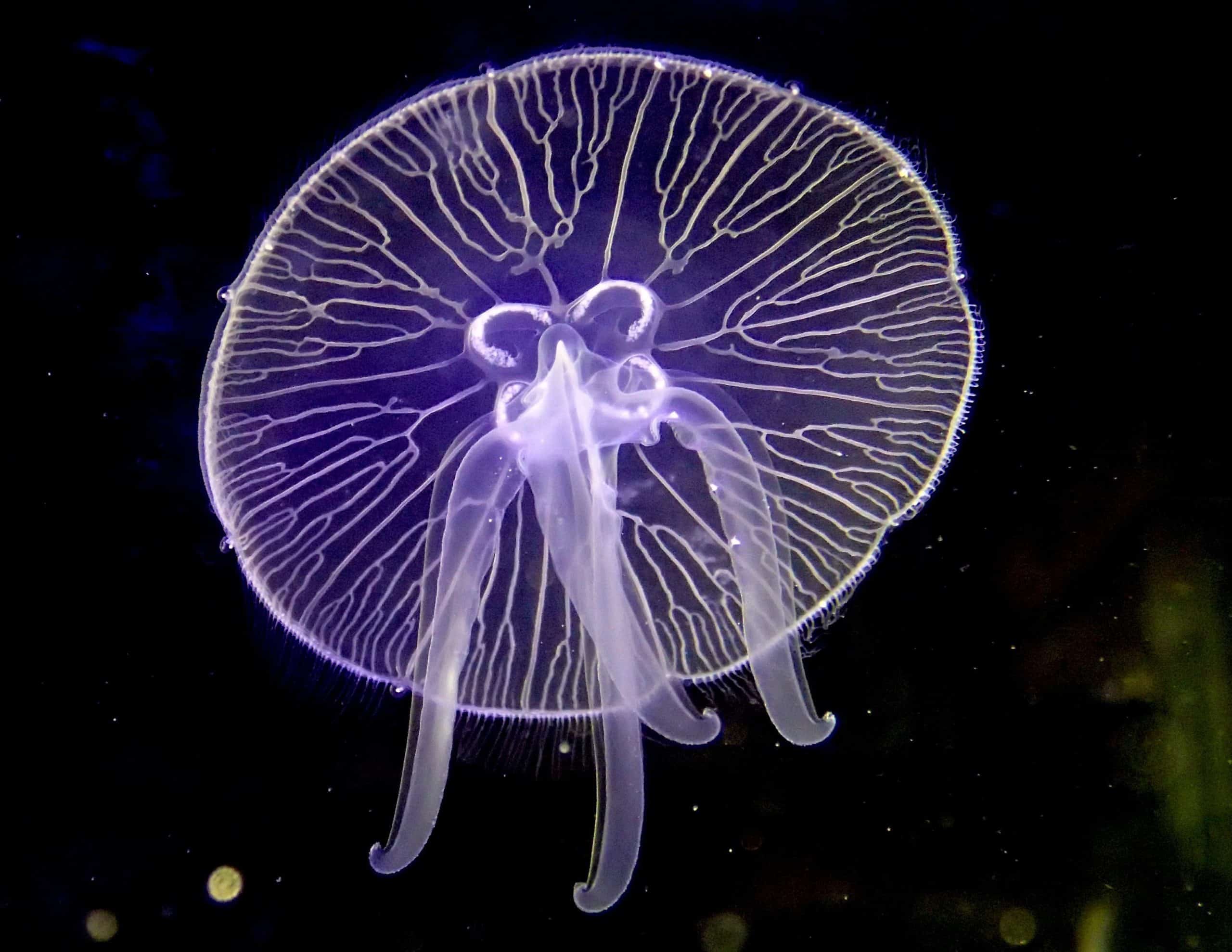EM1 moonjelly5