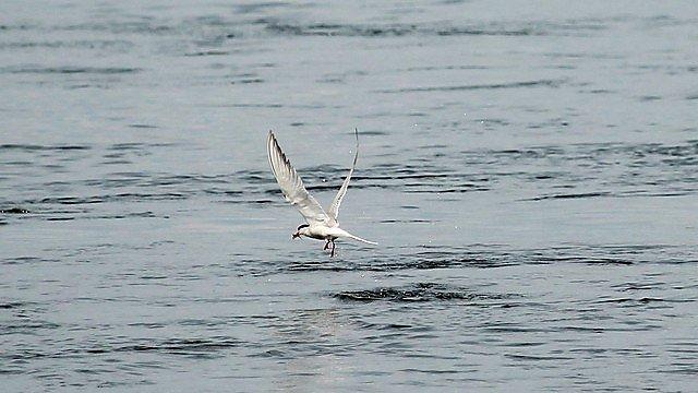 montage item rectangular Tern3