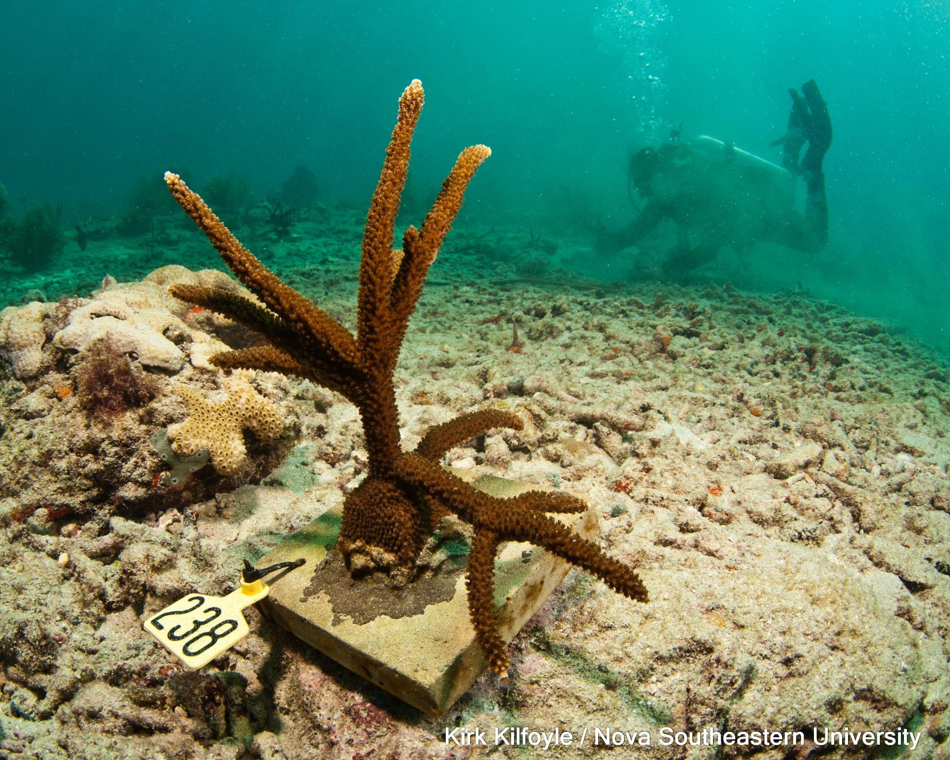 EM 1 NSU Offshore Coral Nursery