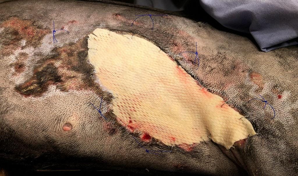 EM 1 fish skin 2