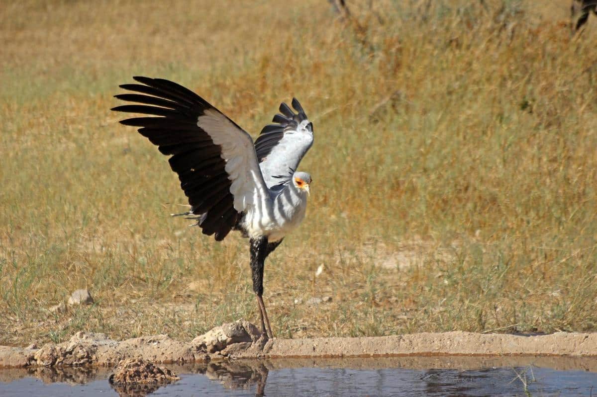 EM 1 secretarybird 0