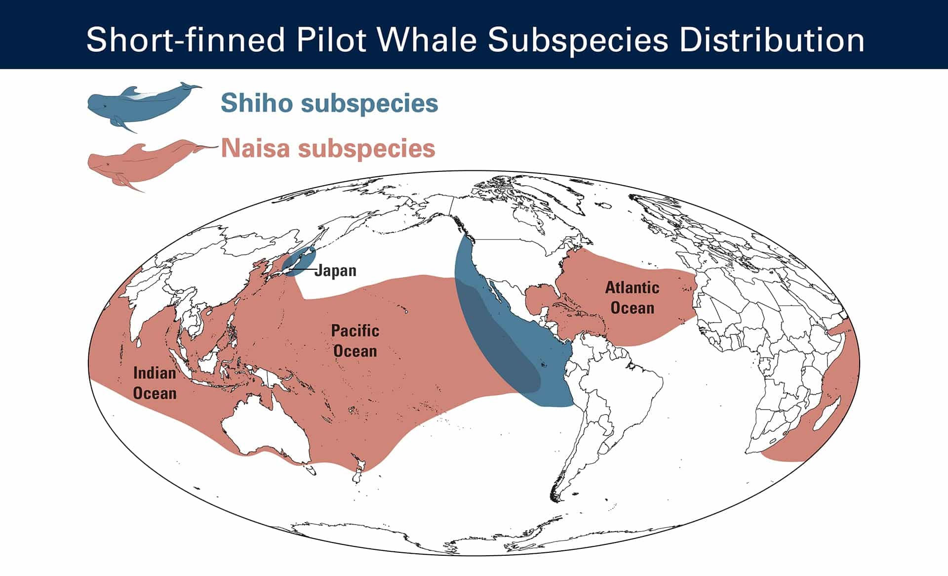 EM1 pilotwhale distribution map master 01 1920