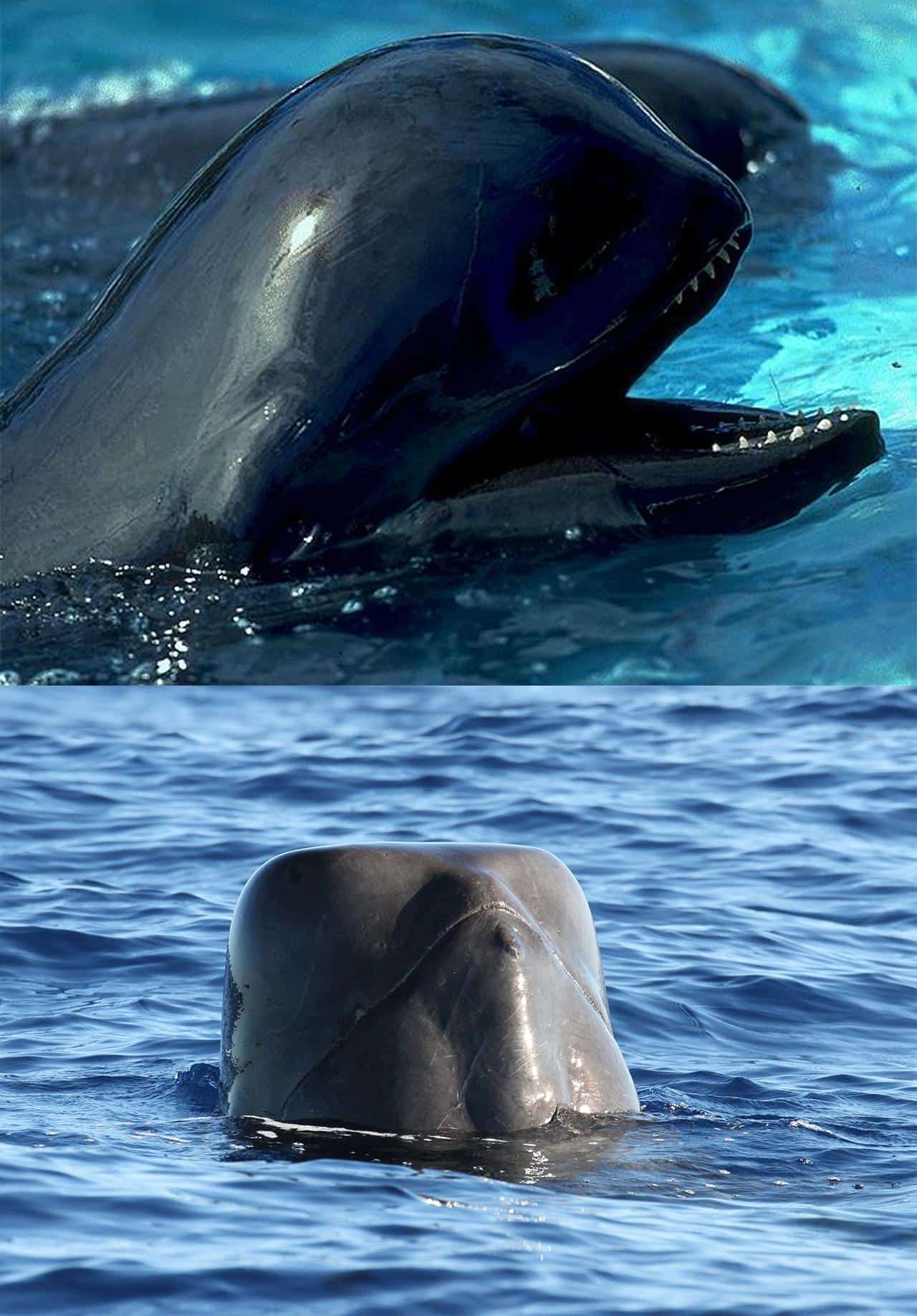 EM2 2subspecies