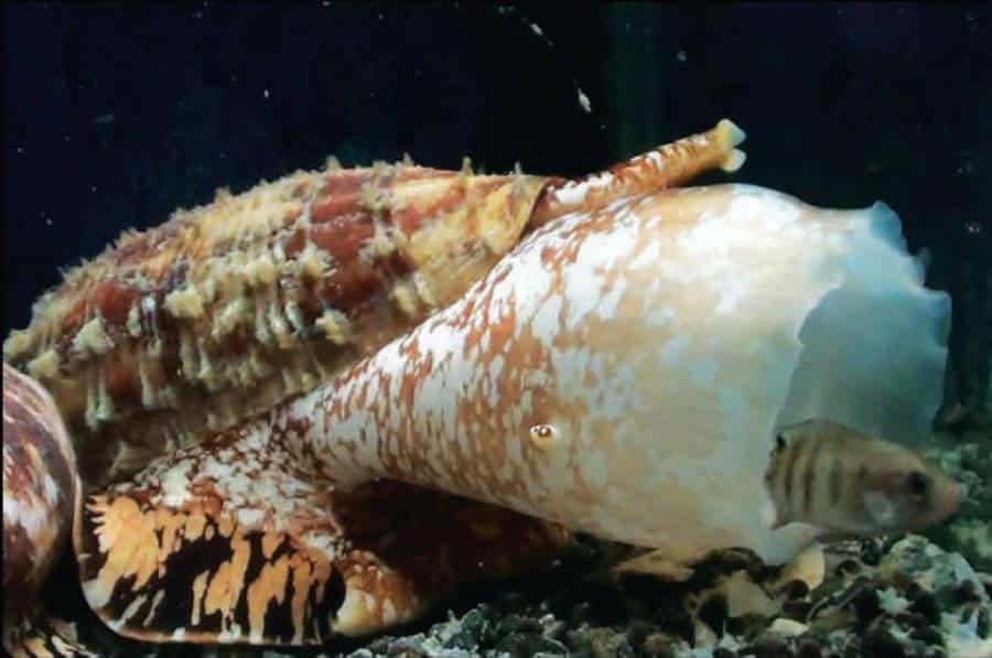 EM 2 cone snail