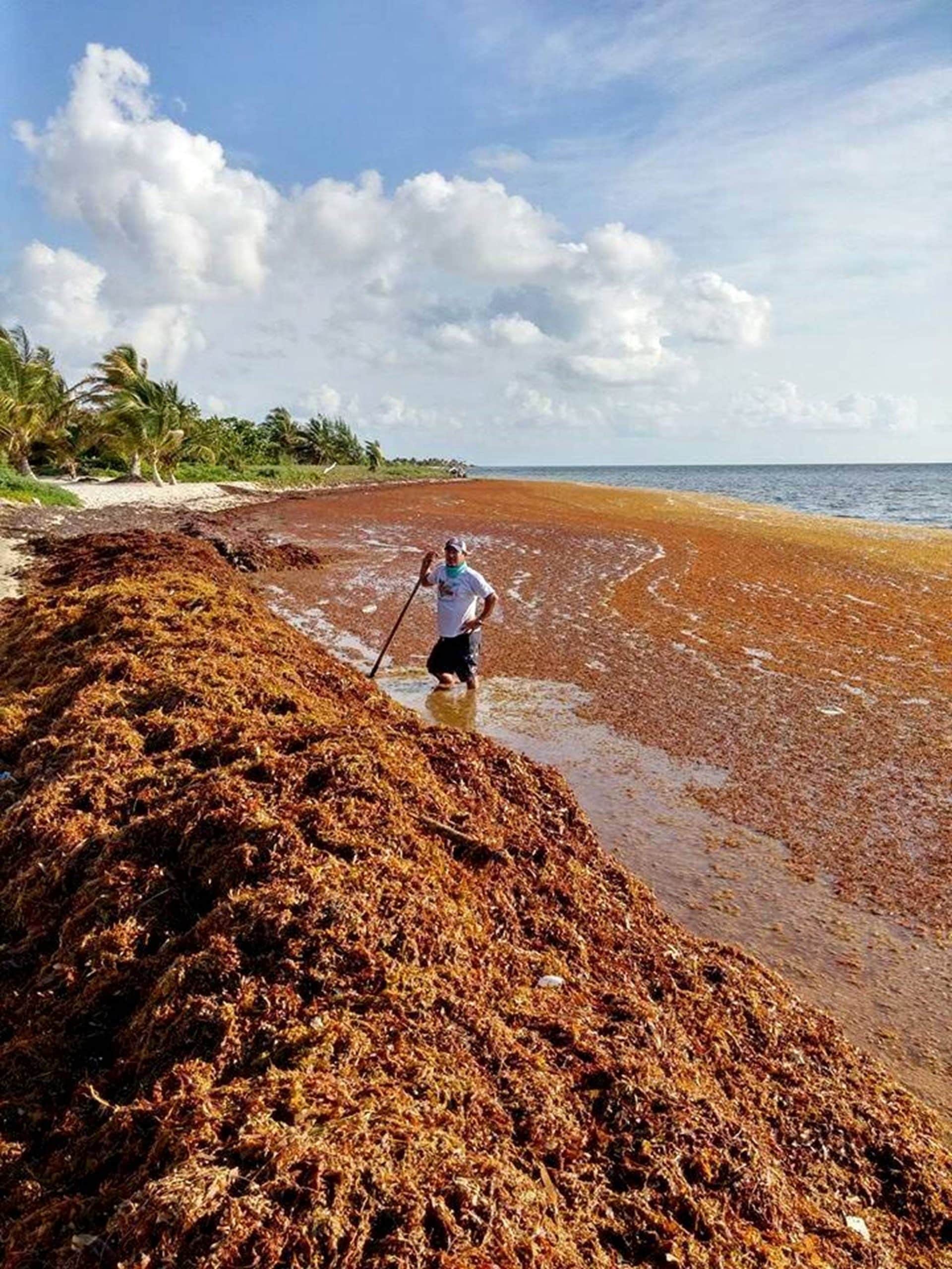 EM2 bad sargassum cancunmarch202015michaelowen1