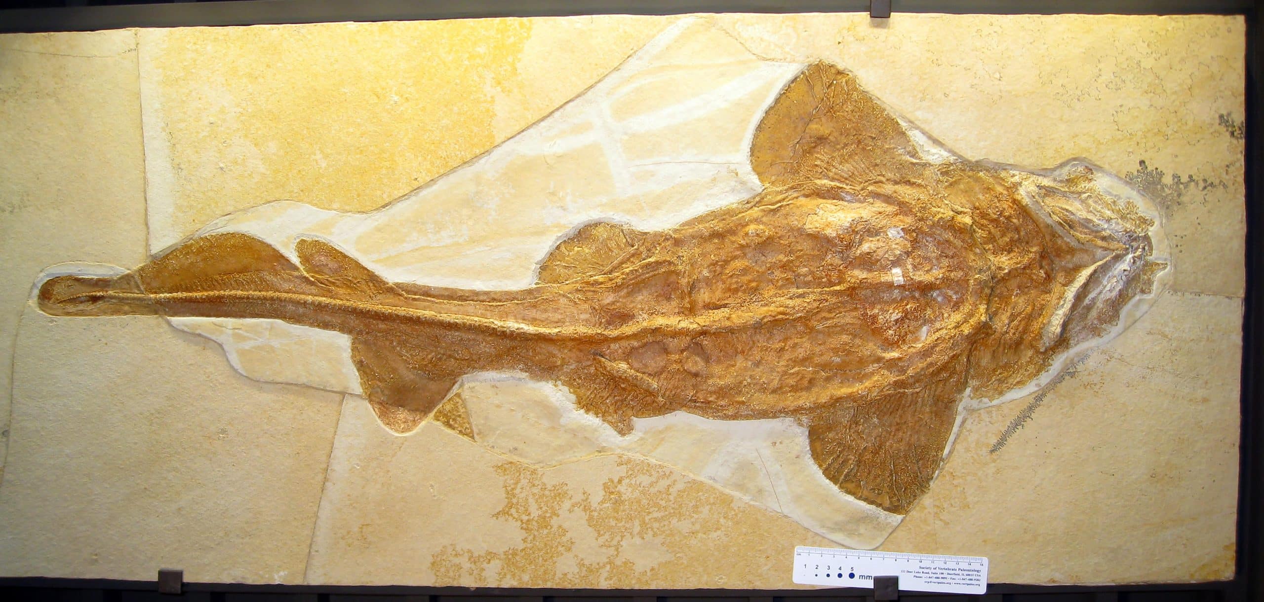 Fig. 2 Palaeocarcharias stromeri