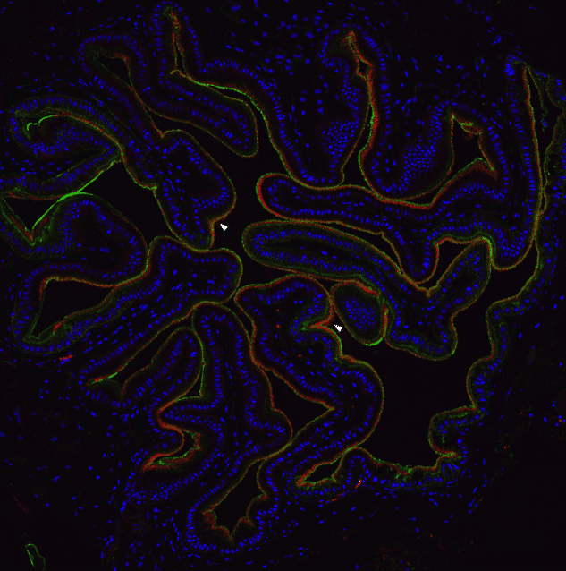 em1 CuttlefishEsophagus crop