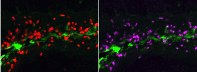 em2 CuttlefishBacteria crop