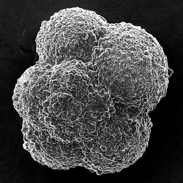 montage item whiteinella archaeocretacea sp 15r 2 1 3