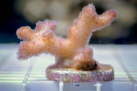 EM1 Coral01 web 480x320