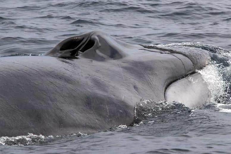 Em 1 Fin Whale Off Southern California