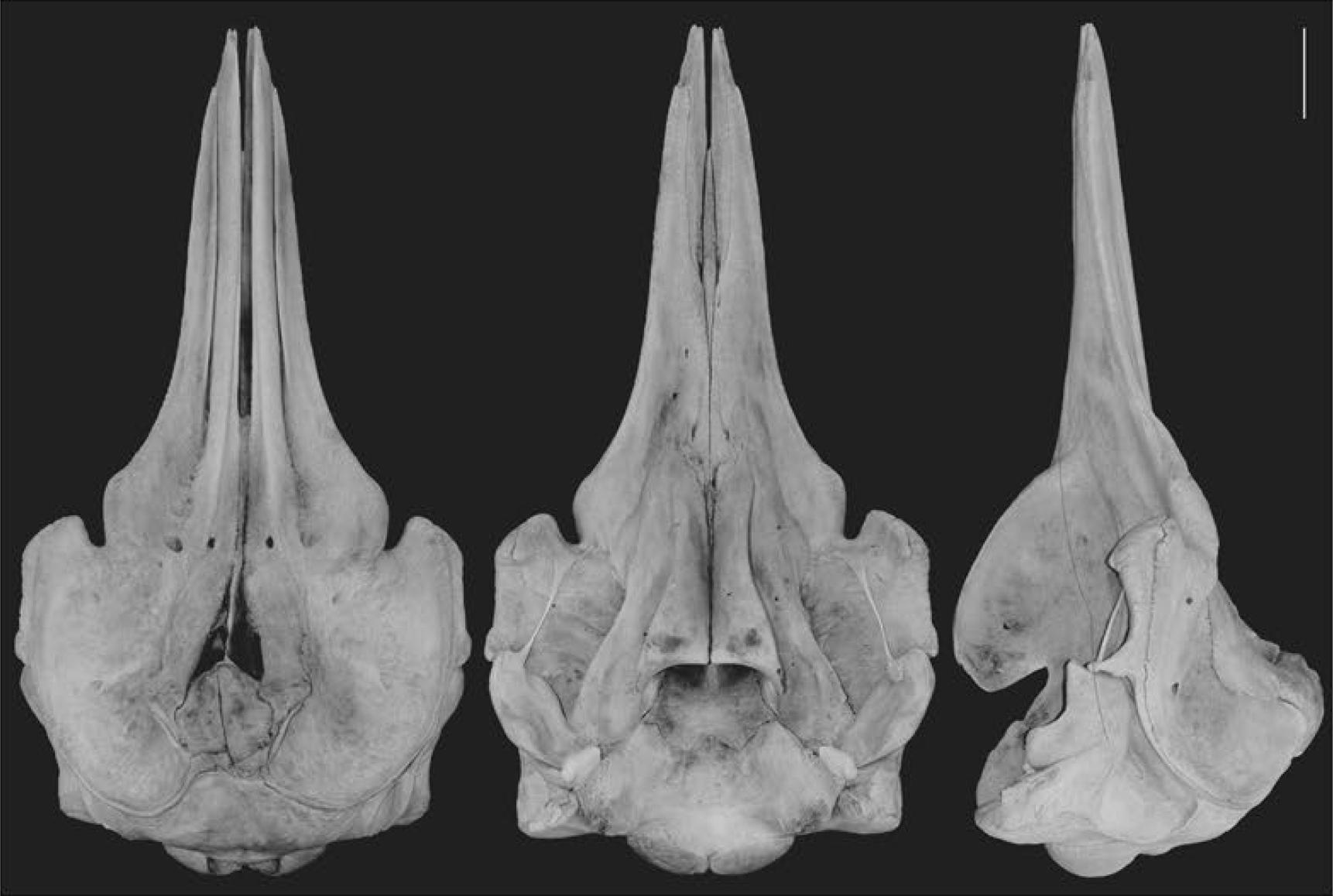 Fig3 skull