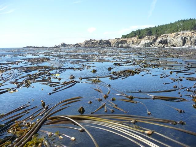 EM 1 1Kevin Joe CDFW Surface Bull Kelp at Ocean Cove 2012 before