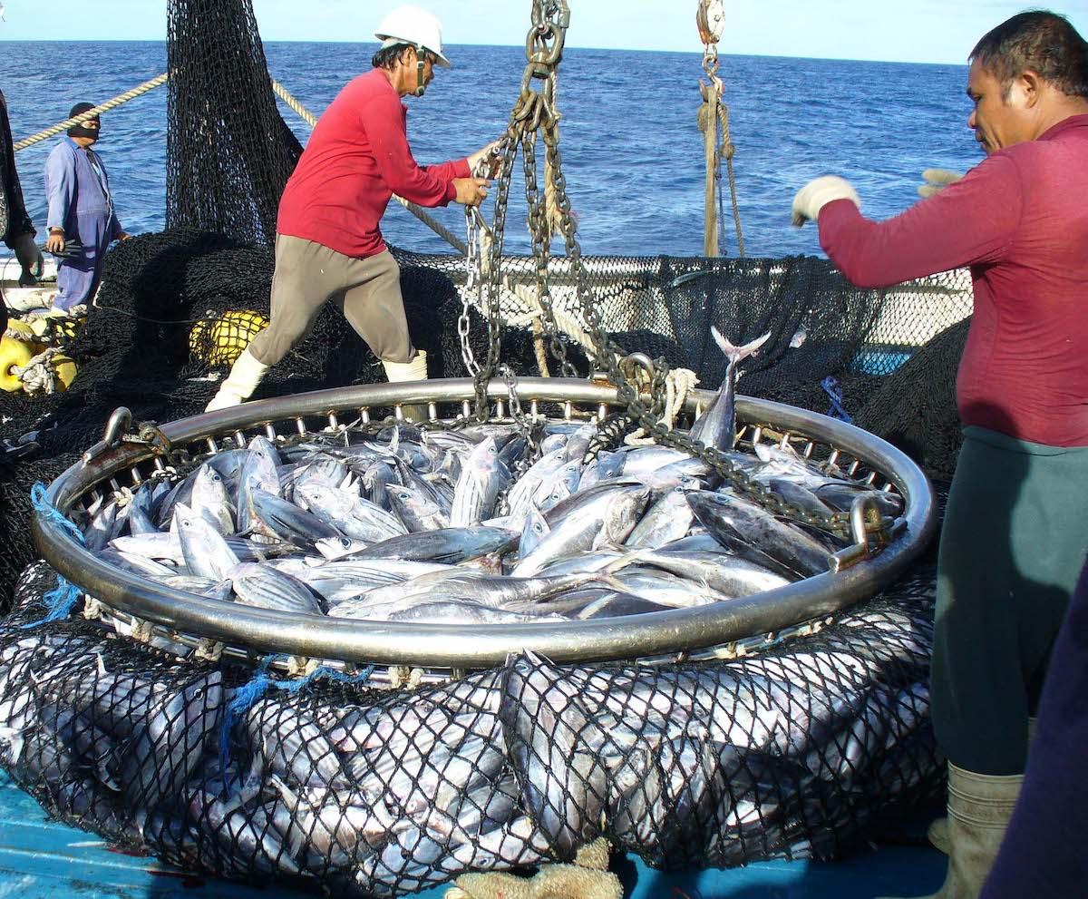 EM1 Brailing of tuna onboard vessel Dolores 2008 Siosifa Fukofuka SPC