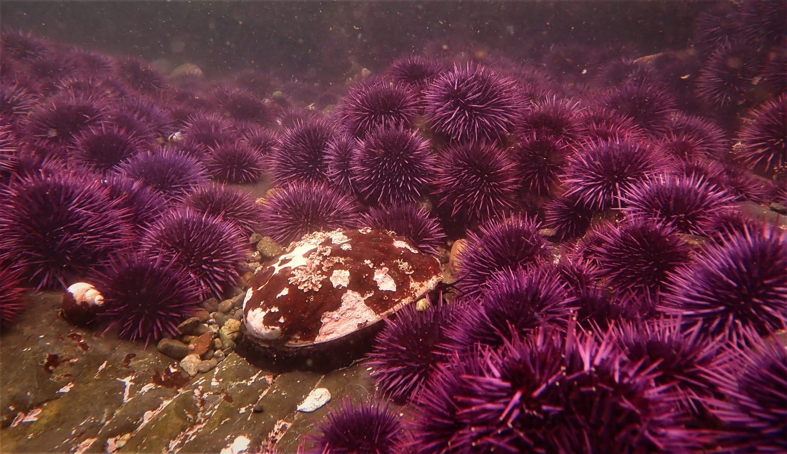 EM3 Katie Sowul CDFW Urchin Barren surrounds Red Abalone
