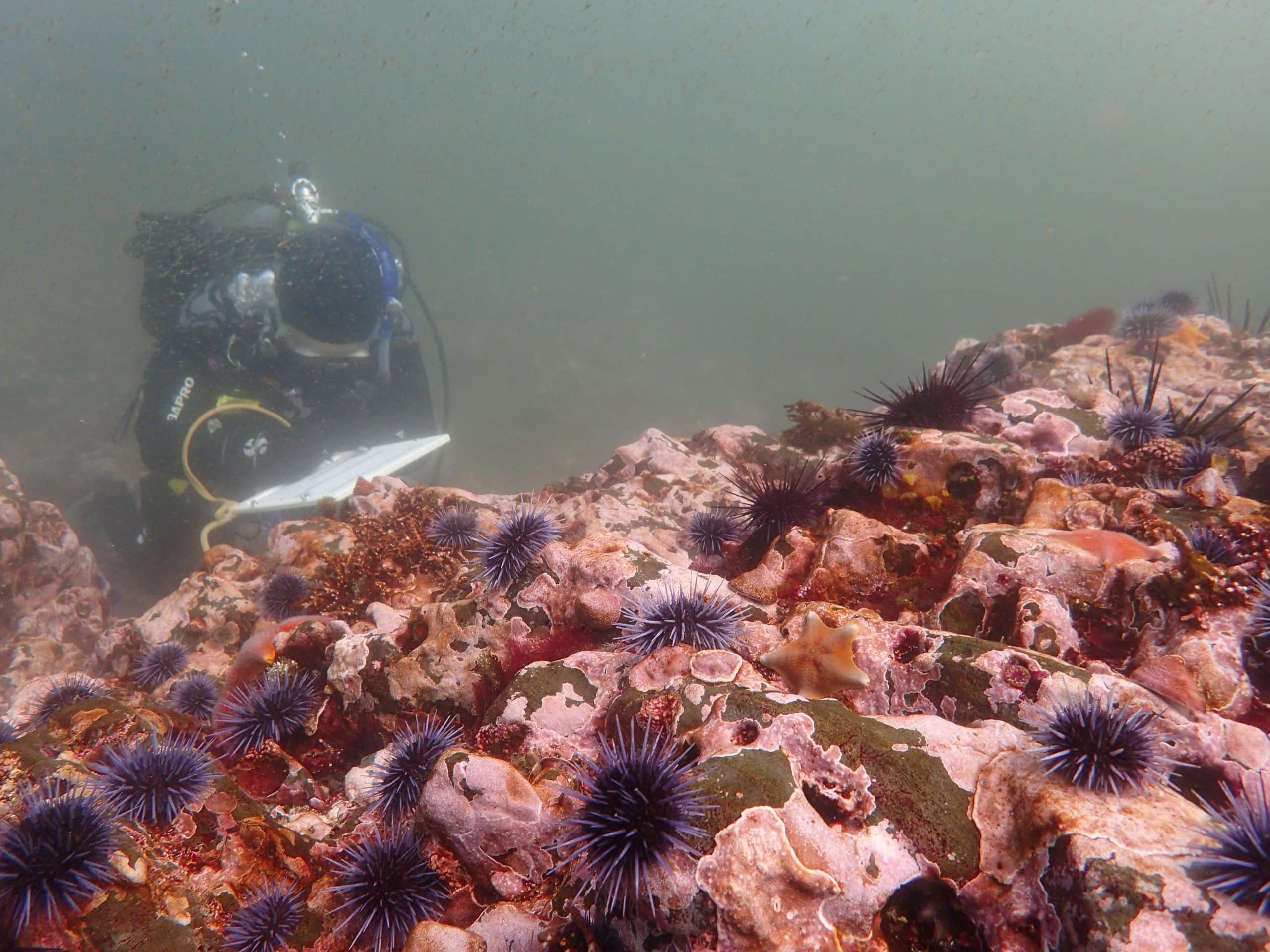 EM4 Dr Cynthia Catton CDFW Urchin Barren and Scientific Diver after
