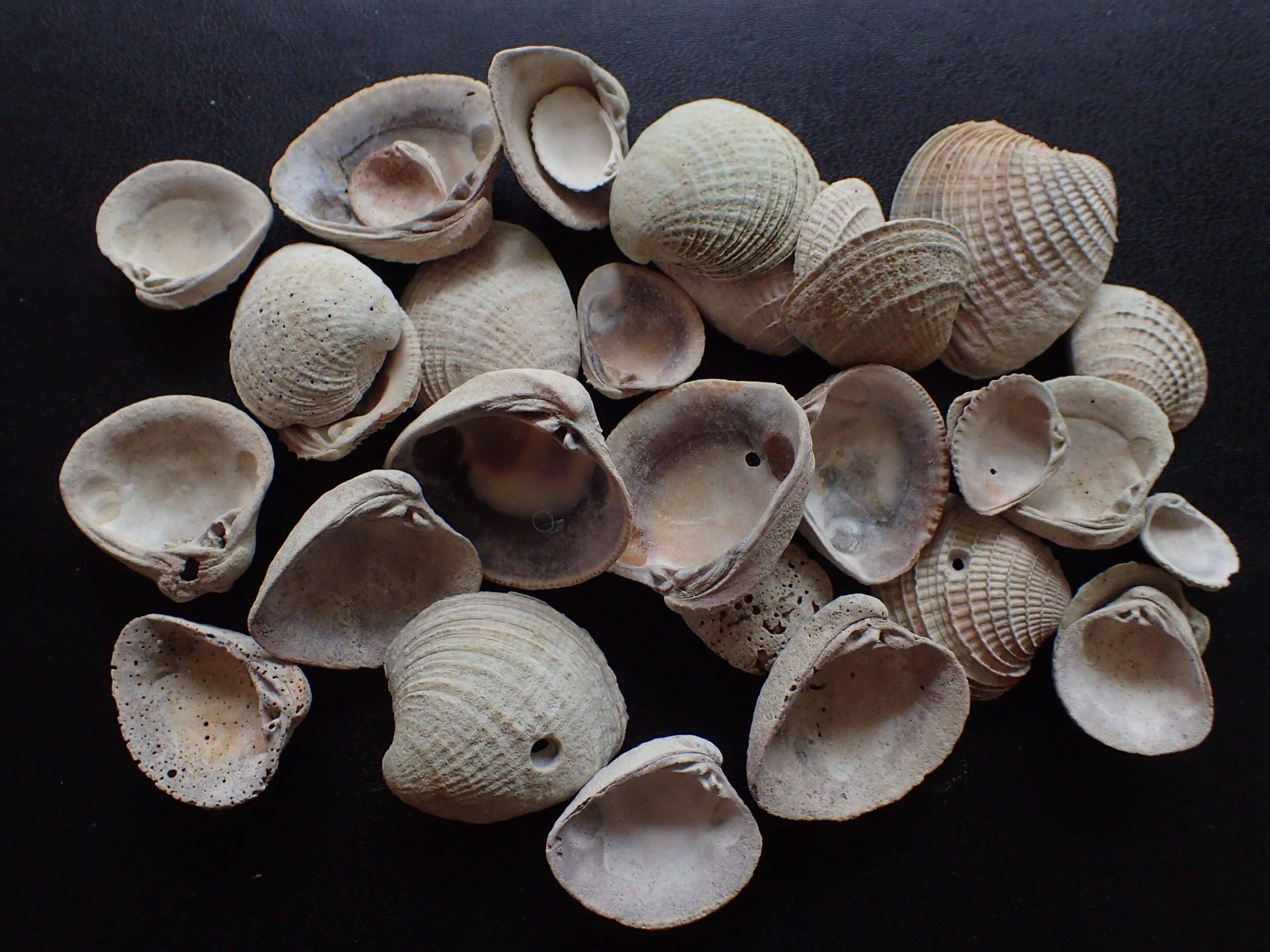Em 1 seagrass