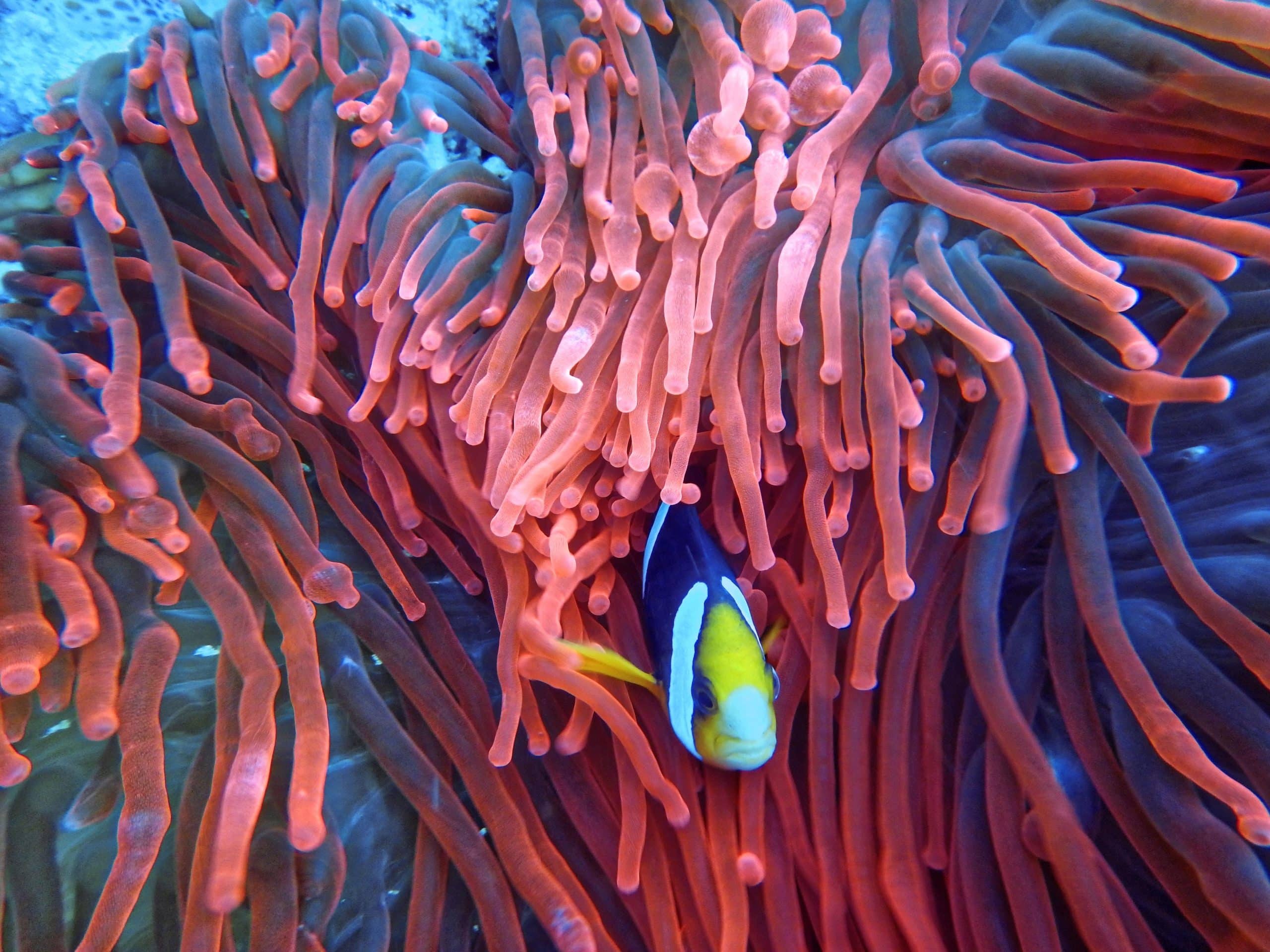 aquarium aquatic biology 1522160