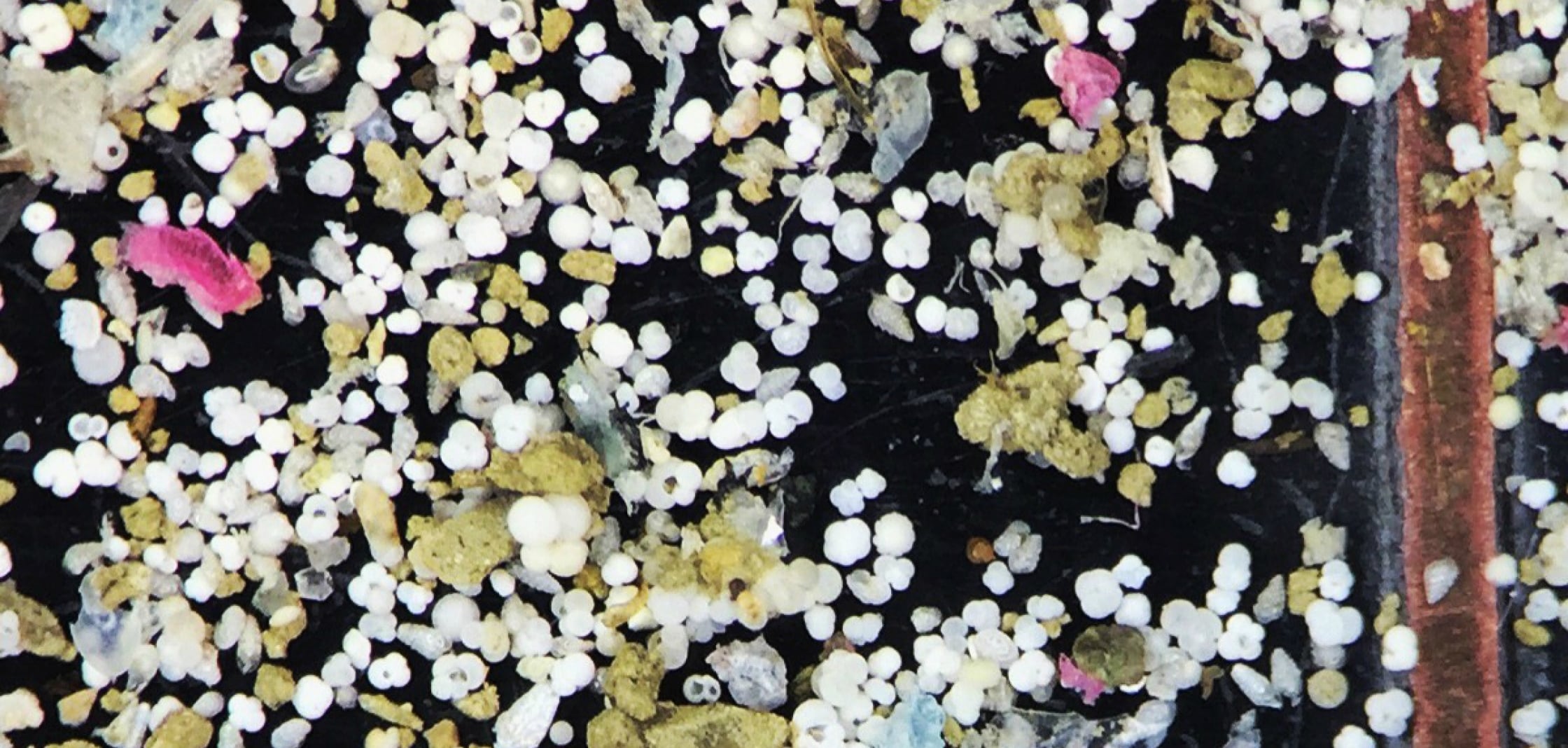 EM1 PHOTO foraminifera shells under a microscope Emily Osborne NOAA RESIZE 1200 x 600