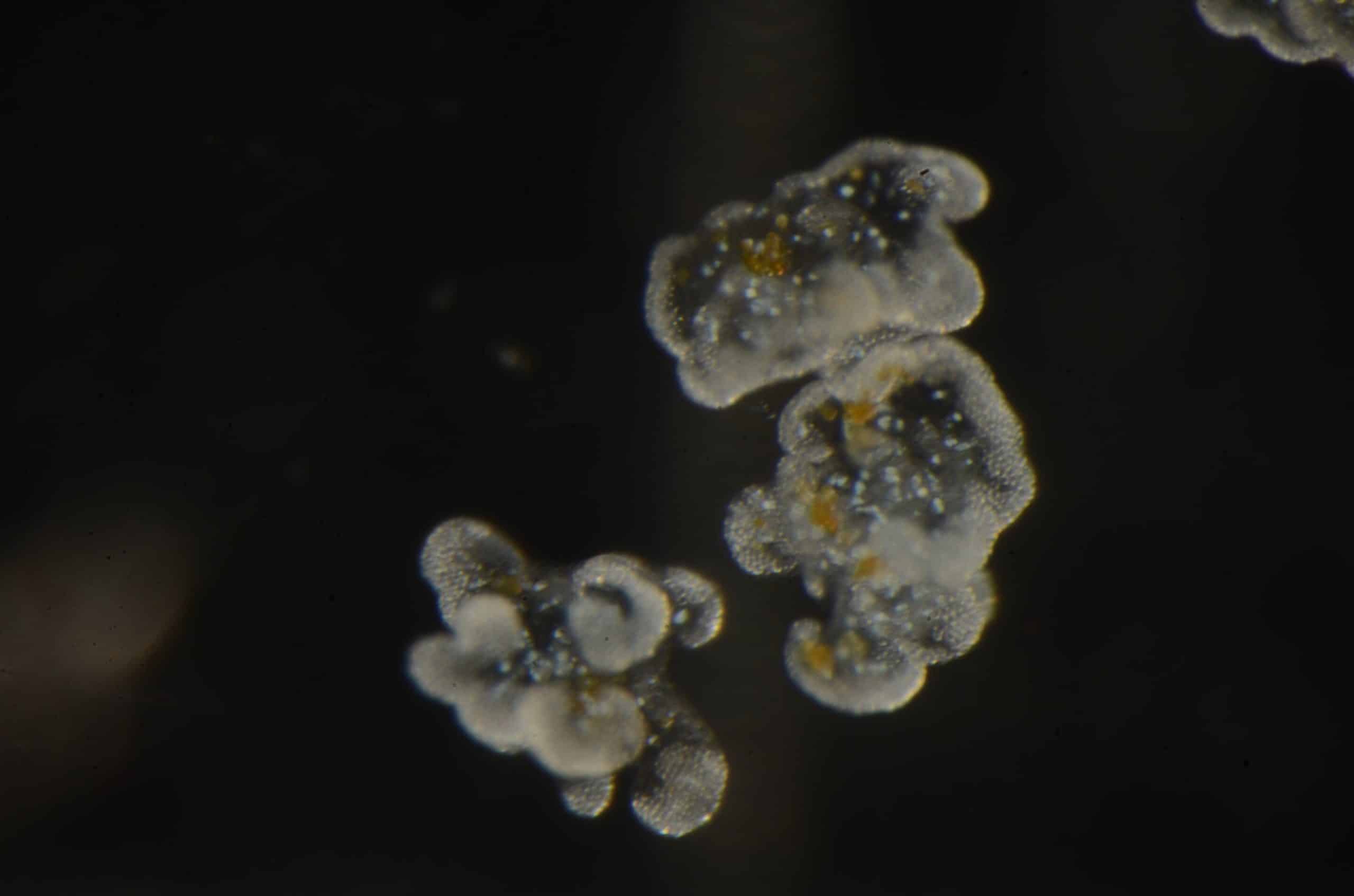 Em 1 stingingwater
