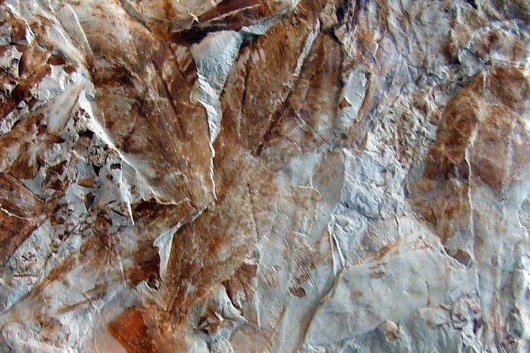 EM 2 Lystrosaurus McCaigi RAG 540px