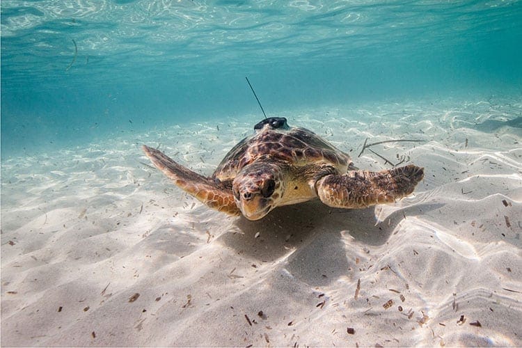 EM2 5e821639177d95026f6c53b7 SOCIB sea turtles balearic islands