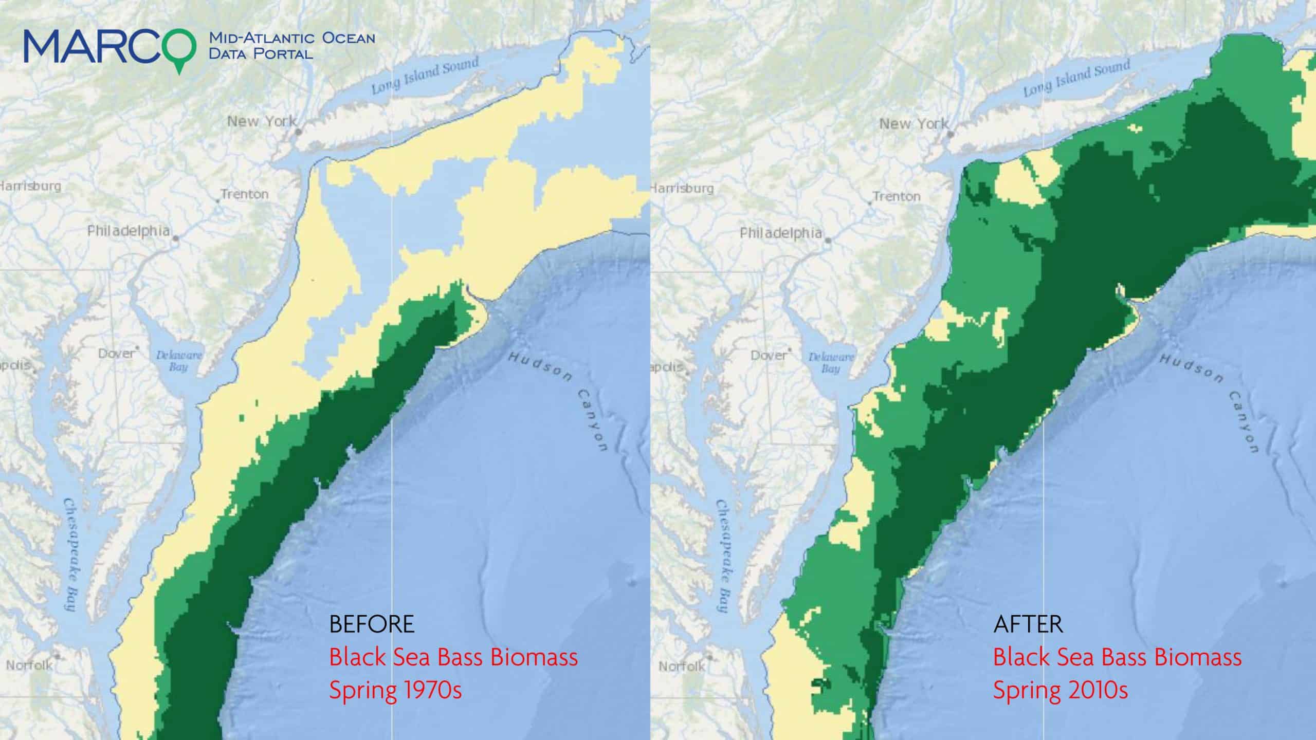 before after black sea bass