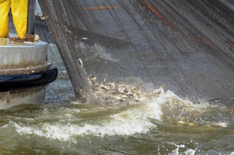 sea grant photo for menhaden release only 1