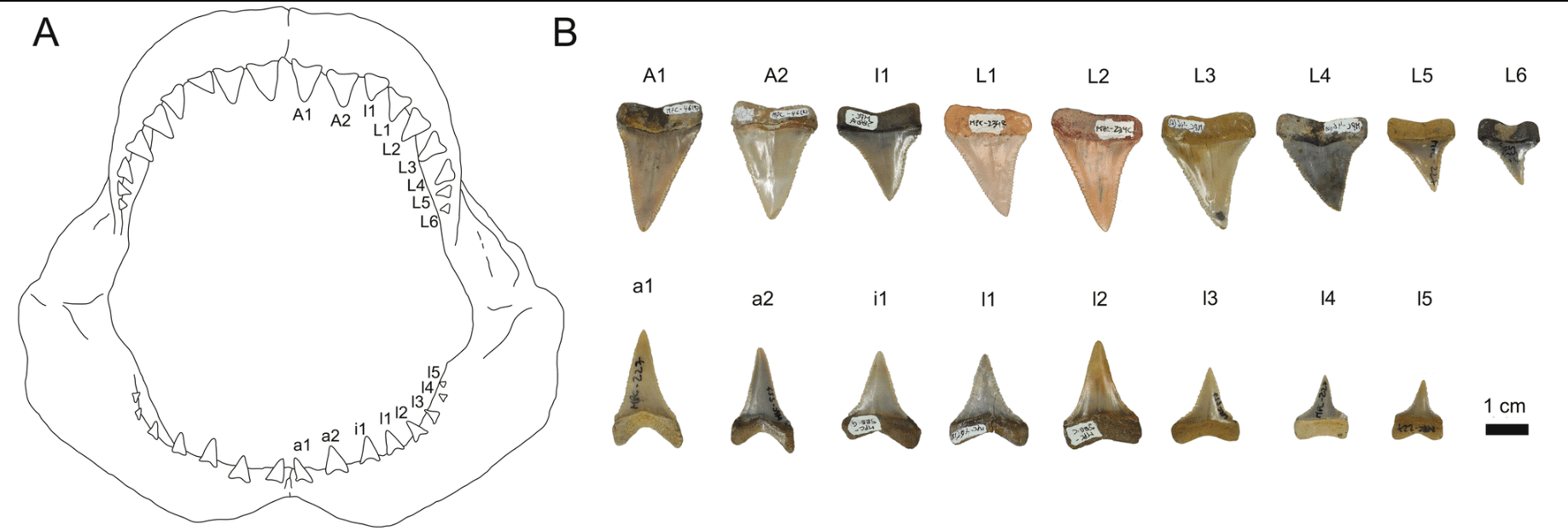 EM2SharkTeeth