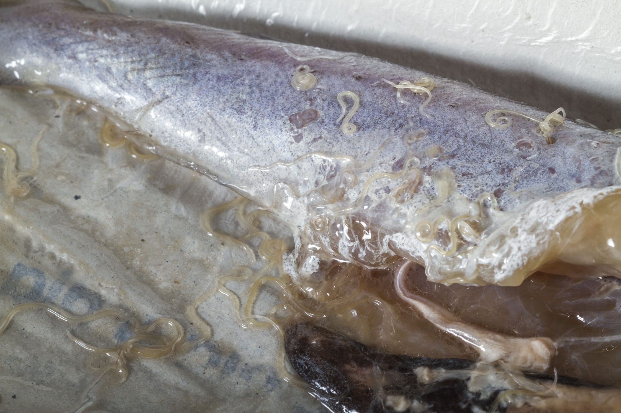 em1 Anisakis worms in blue whiting