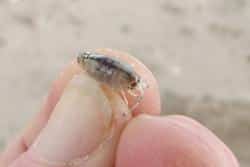 em1 The sand hopper Talitrus saltator is a common feature of Europes coasts Credit John Spicer University of PlymouthWEB.imagegallerypreview
