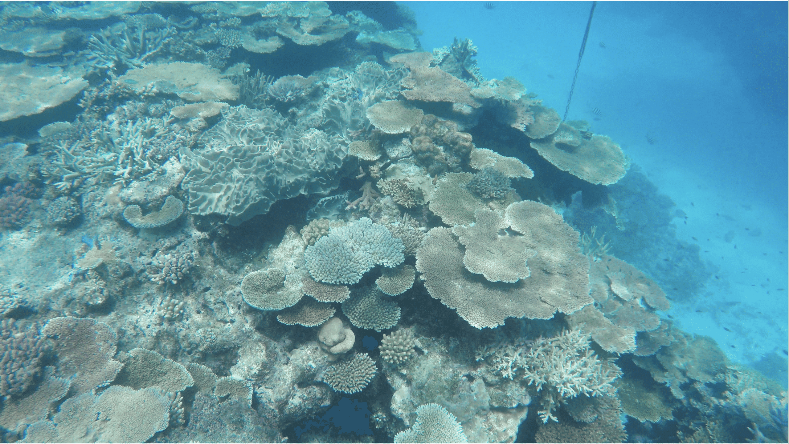 2 ReefStructure