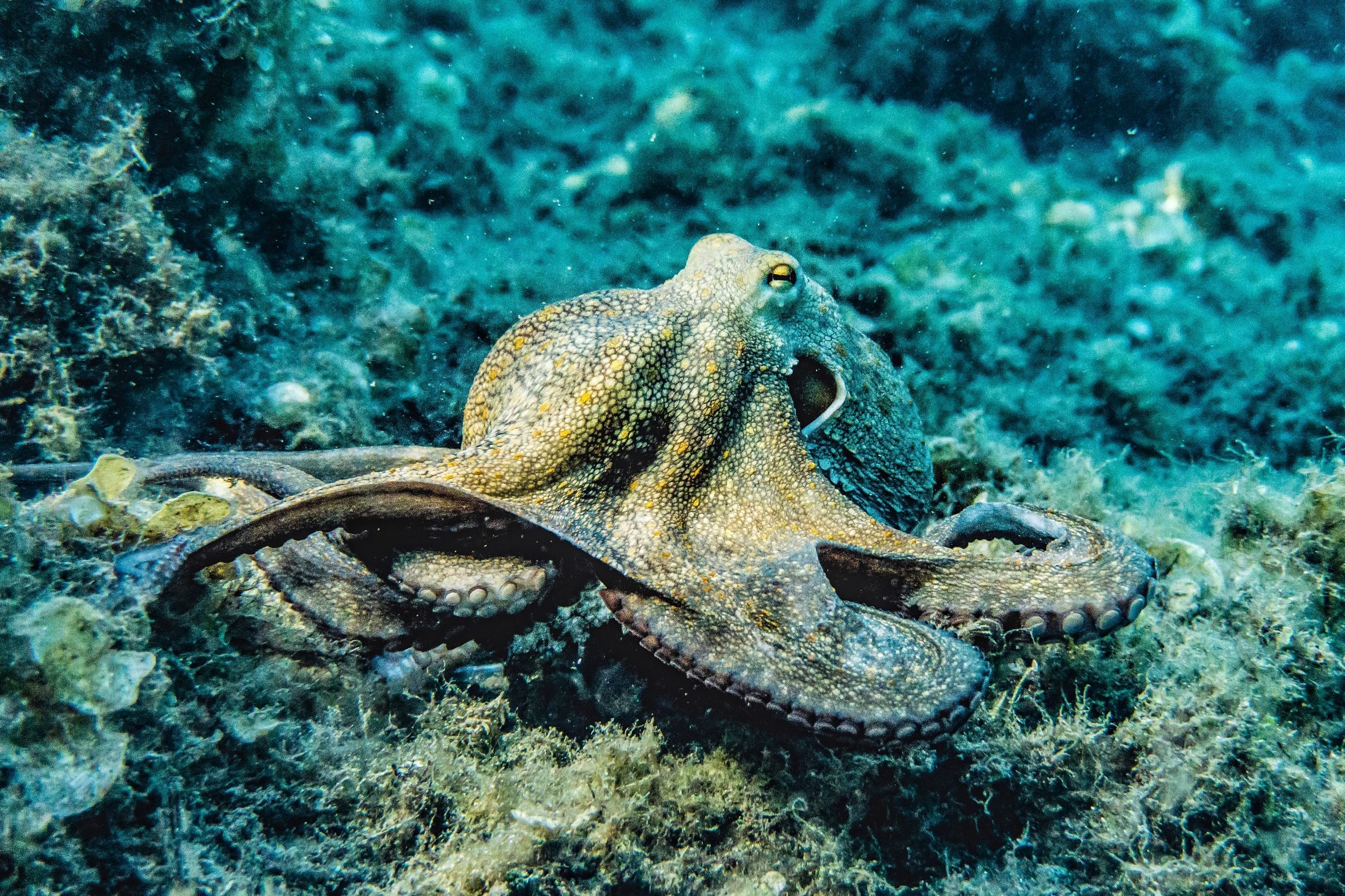 EM1 selective focus photography of octopus 3046629