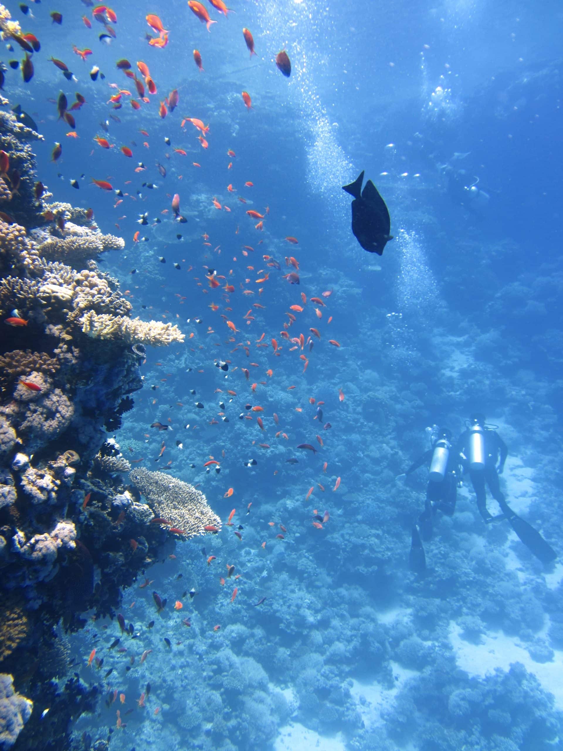 EM2 divers on sea ground 68767