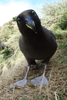 SavingBirdsImage8