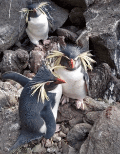 SavingBirdsImage9