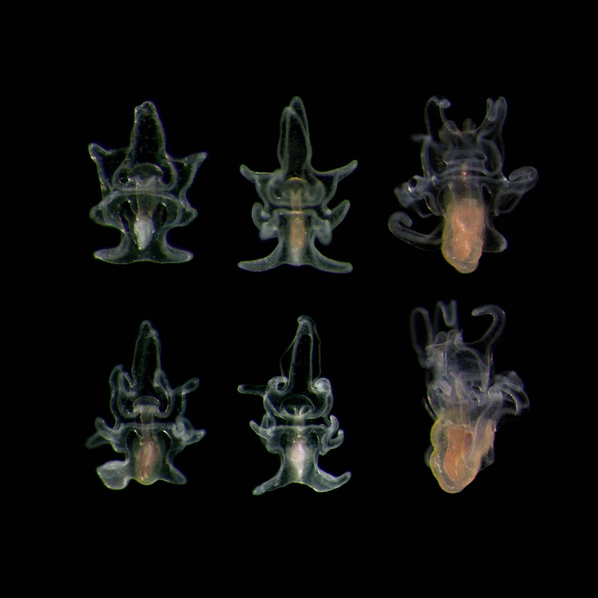 EM1 larvae