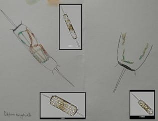 EM3 Maine Maritime Academy student FlowCam images 2