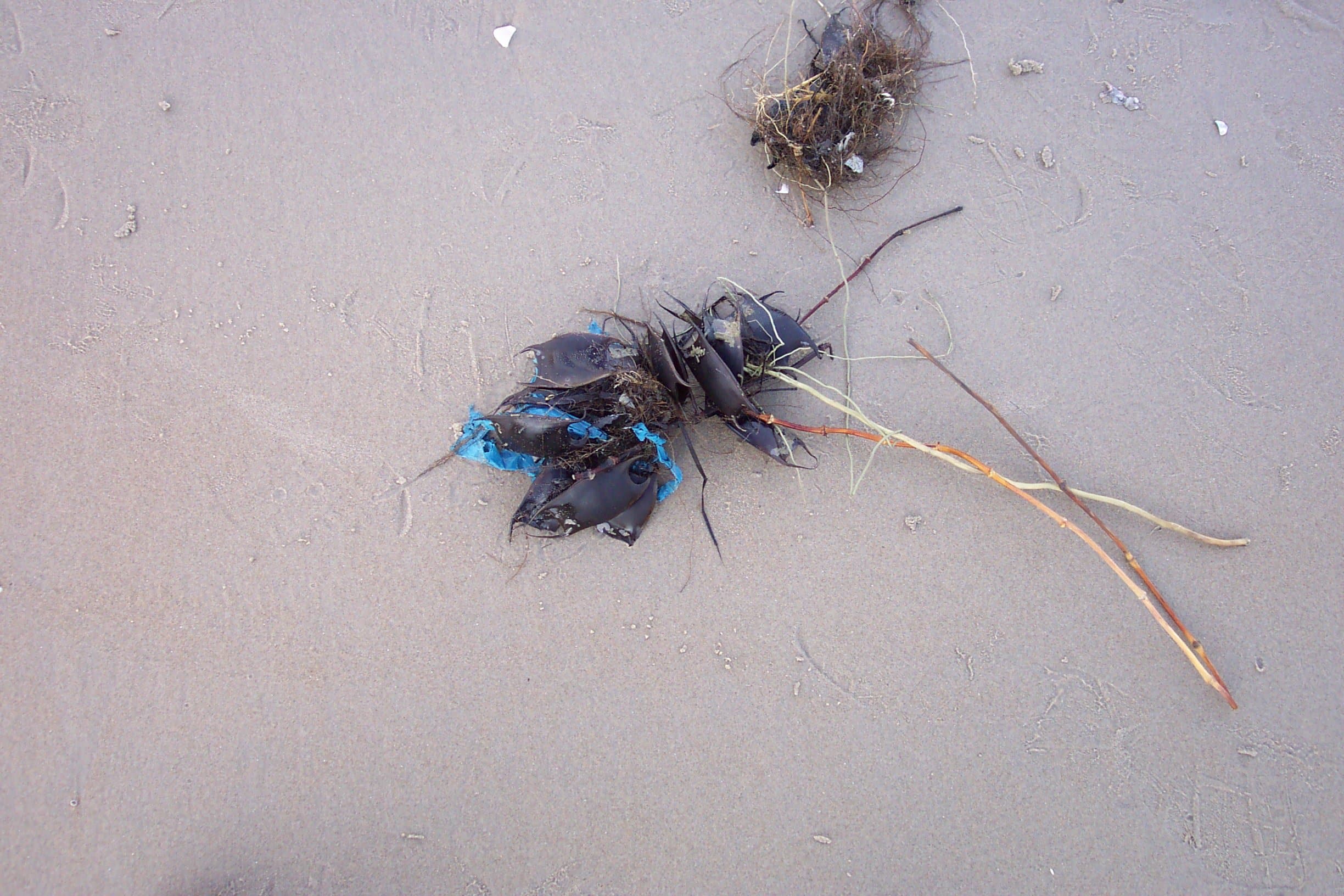 Sea purses intertwined with fragments of plastic at Cape Henry.