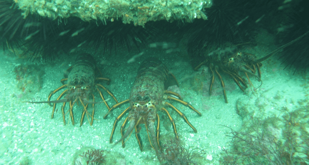 EM2 Lobsters