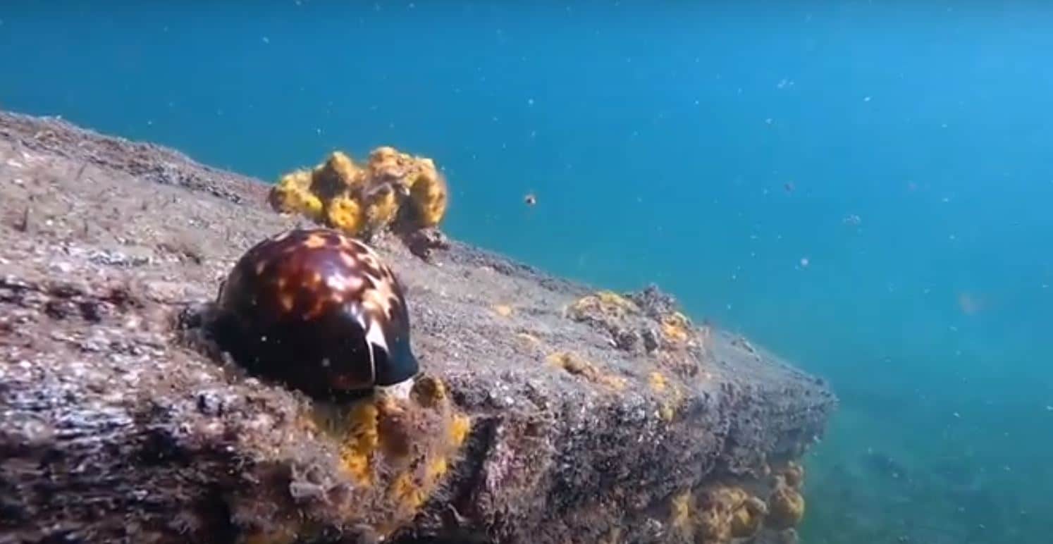 Shell 2