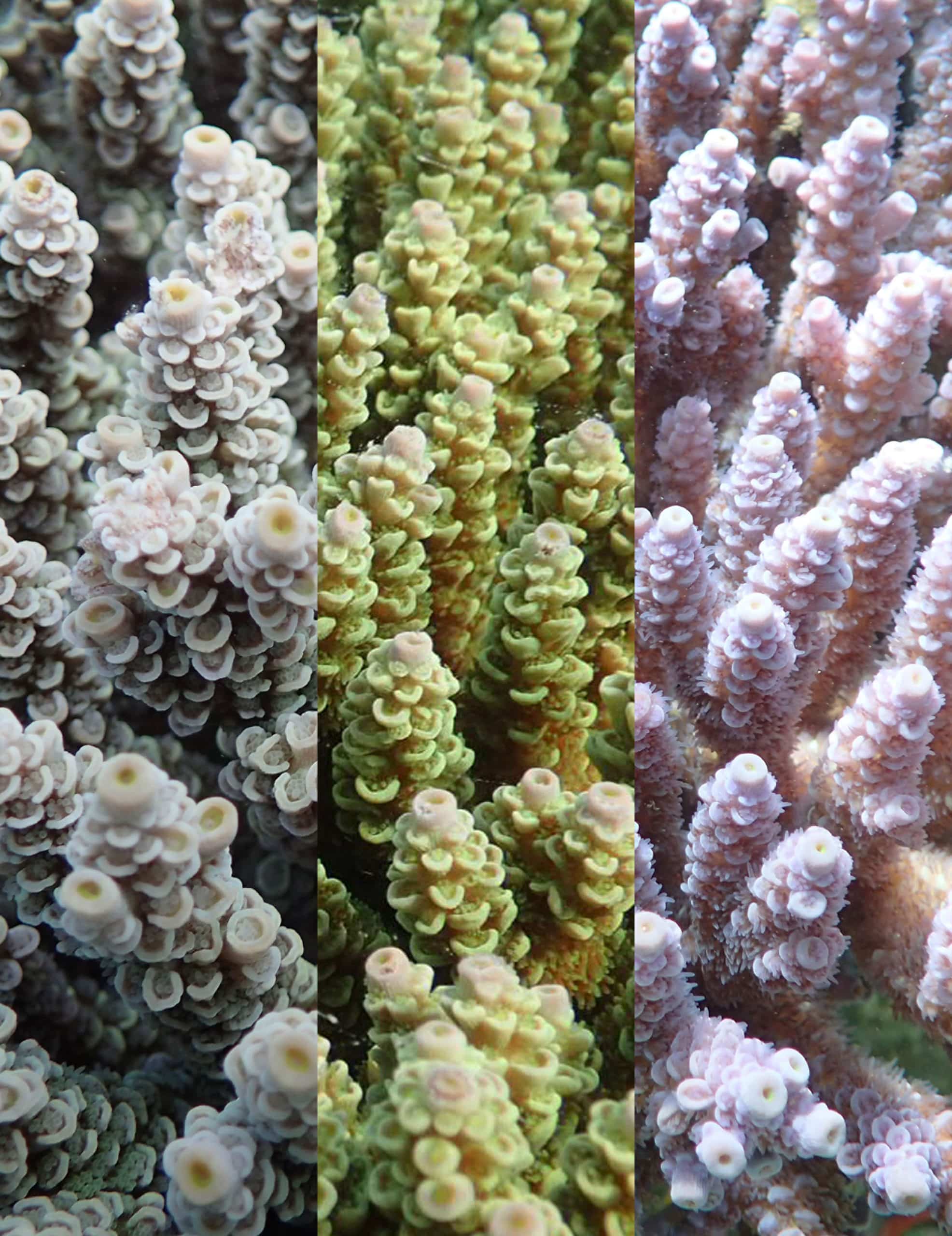em1 202102 ThreeColorMorphs
