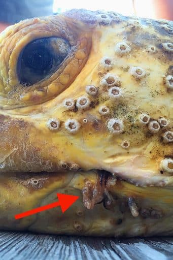 em2 turtle leech arrow for web 341x512