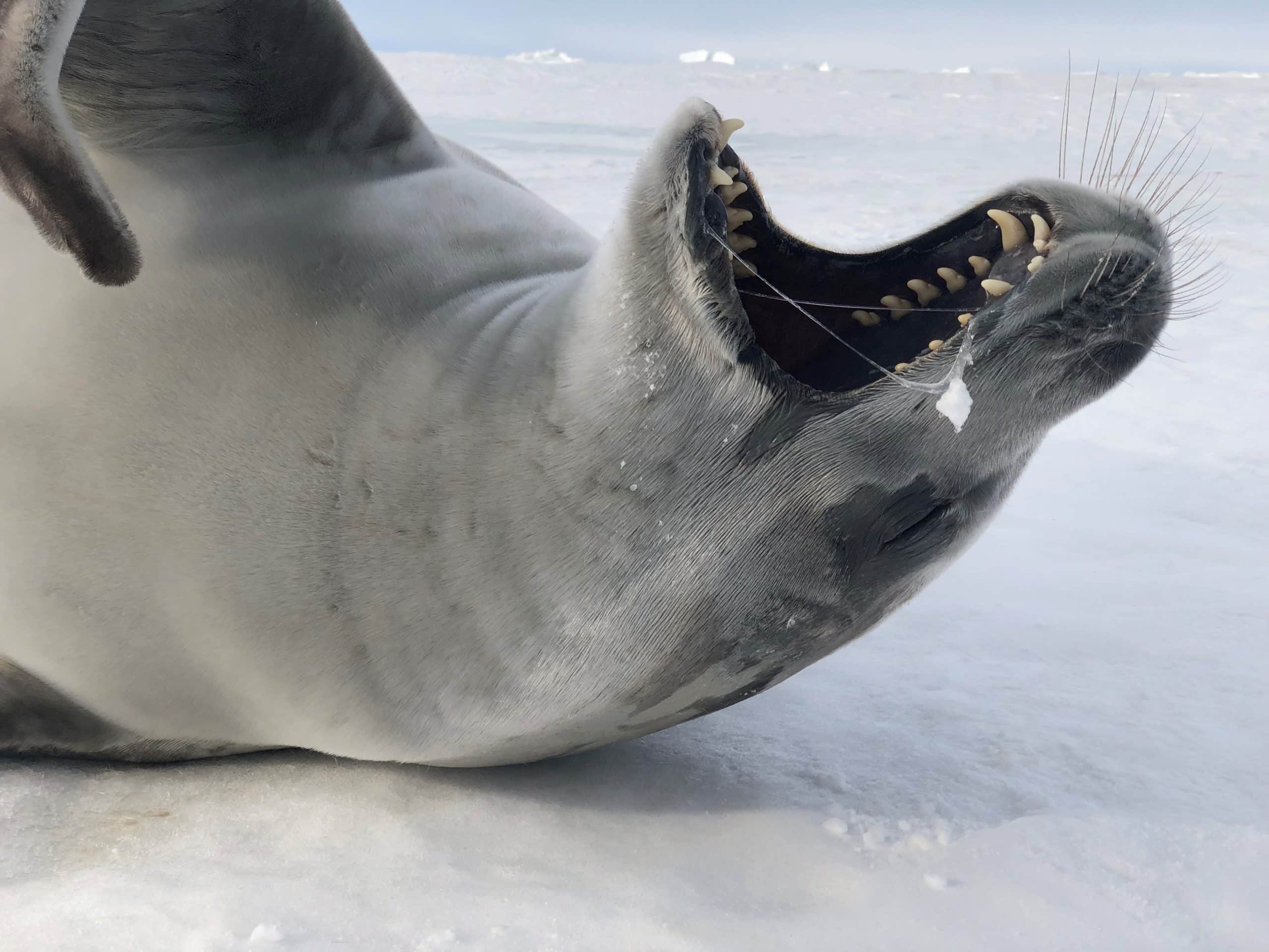 Crab eater seal. Credit Rob Harcourt