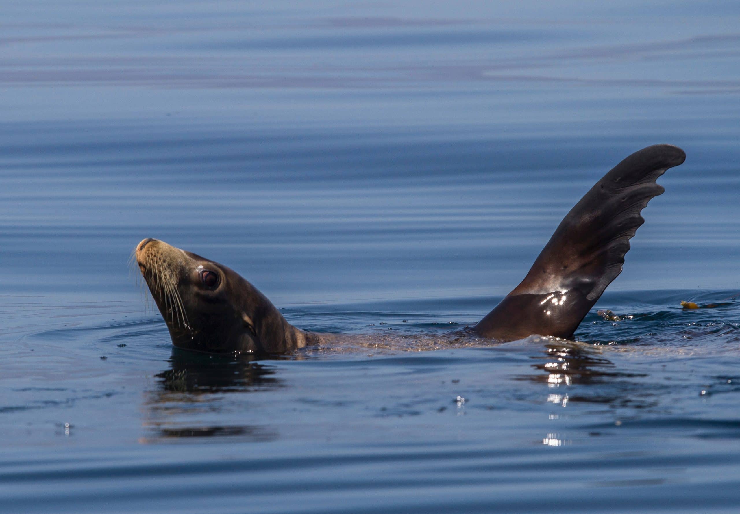 Non-whale photograph taken during Oregon State University Marine Mammal Institutes July 2017 tagging field season off southern California.