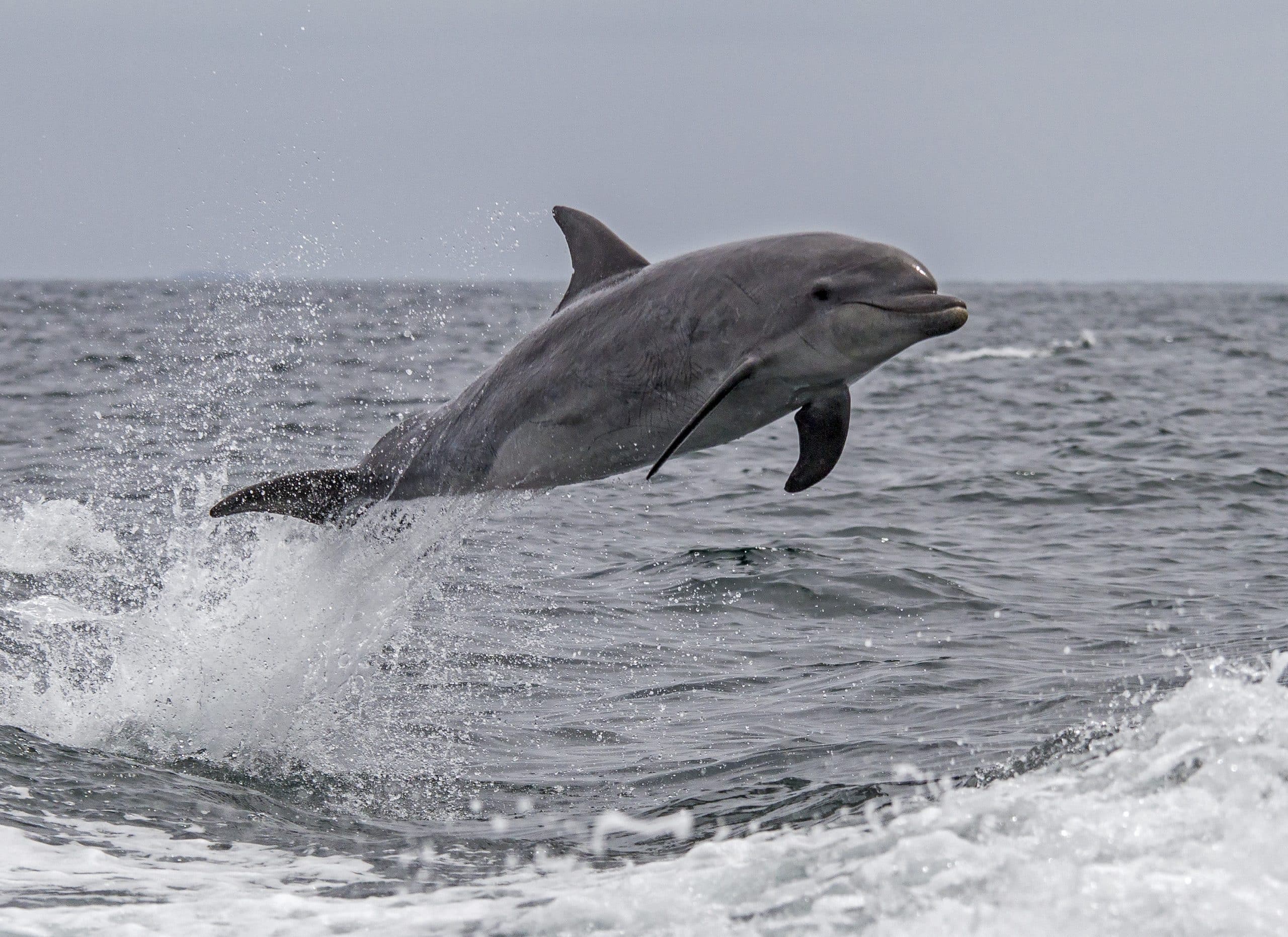 Non-whale photograph taken during Oregon State University Marine Mammal Institutes July 2016 tagging field season off southern California.